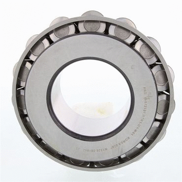 Cone-Bearing